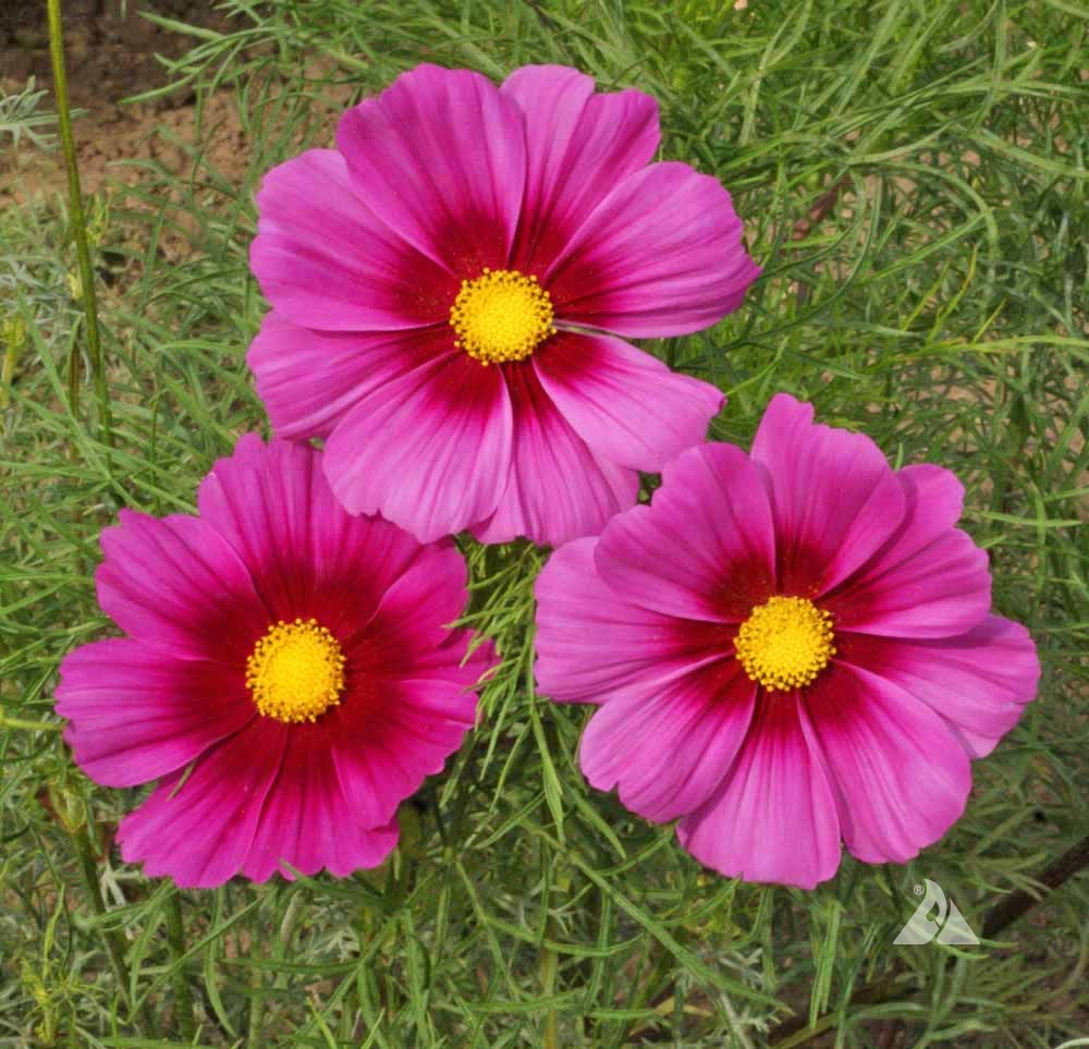 Cosmos Radiance Flower Seeds