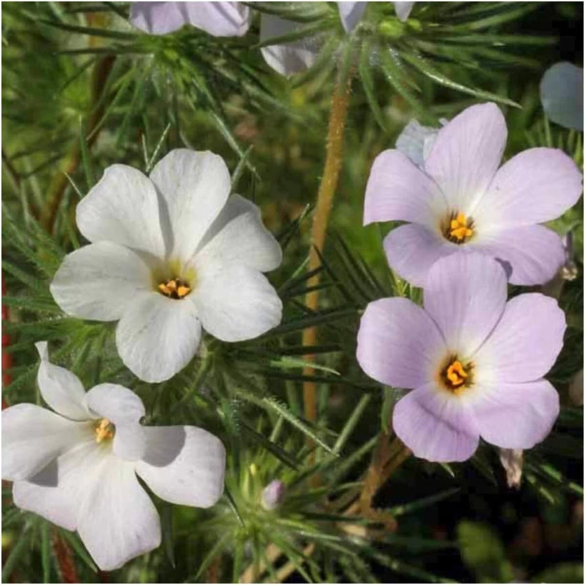 Phlox Seeds - Mountain Phlox