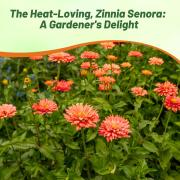 Zinnia Seeds Senora Elegant Coral-Pink Bloom Seeds