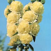 Hollyhock Double Yellow Bright Sunlit Double Bloom Seeds