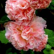 Hollyhock Double Salmon Pink Soft Peach Double Bloom Seeds