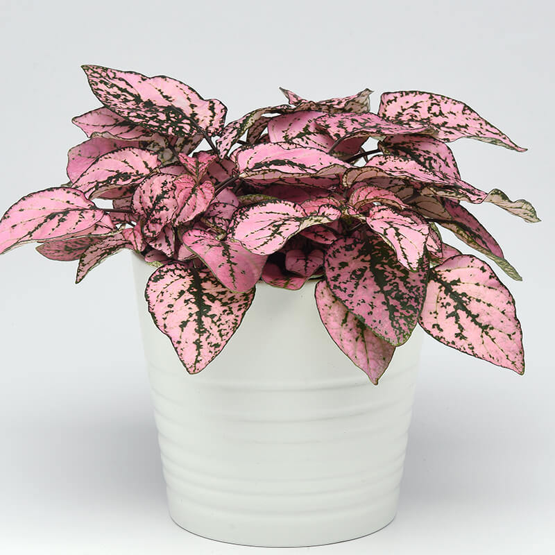 Hypoestes Polka Plant Seeds Pink for Planting