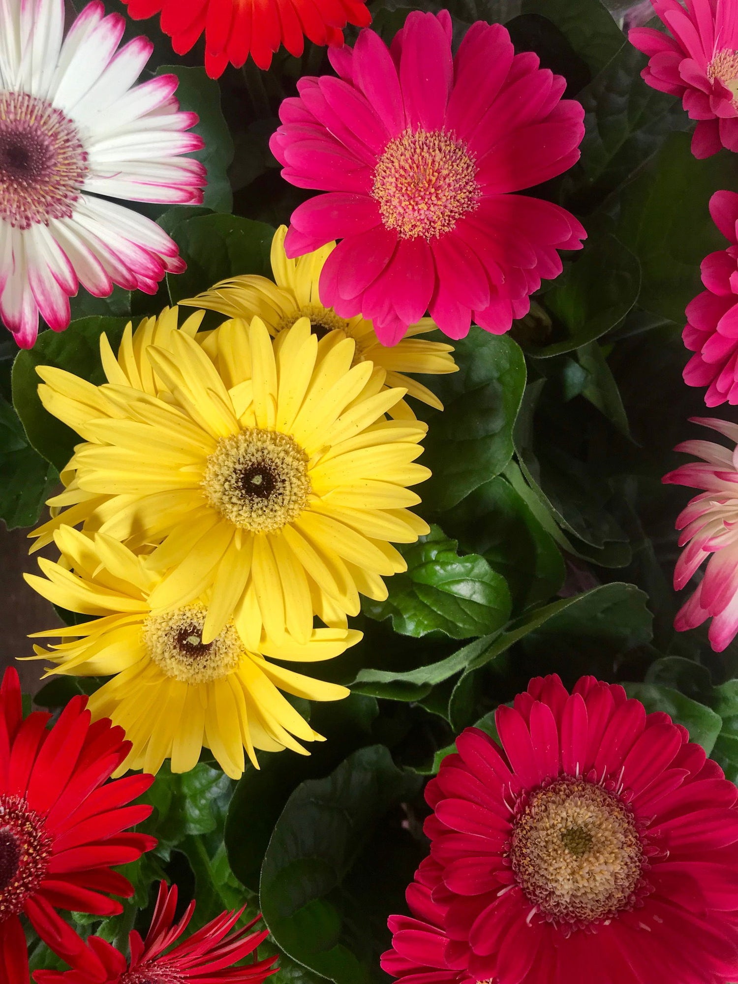 Barberton Daisy Gerbera Daisy Flowers