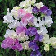 Sweet Peas Scent Infusion Highly Fragrant Bloom Seeds