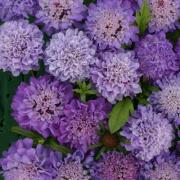 Scabiosa Blue Beau Vibrant Blue Showy Bloom Seeds