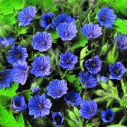 Geranium Orchid Blue Unique Violet Blue Flower Seeds