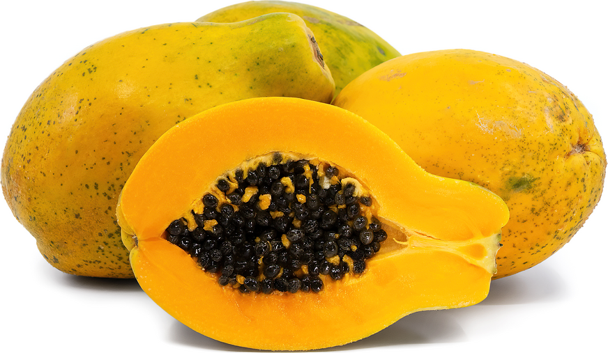 Sunrise papaya Carica papaya seeds for tropical garden