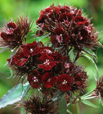 Maroon William Dianthus Flower Seeds for Planting - NON GMO Seeds Dhara Seeds