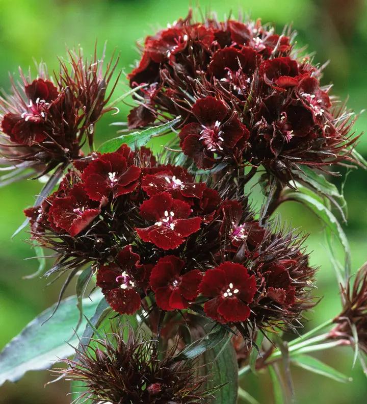Maroon William Dianthus Flower Seeds for Planting - NON GMO Seeds Dhara Seeds