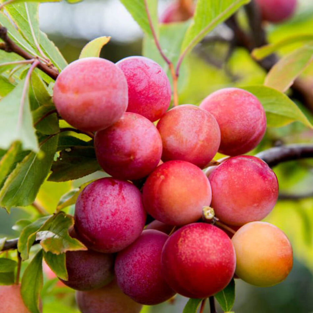 Mirabelle Plum Fruit Seeds for Planting - Cultivating Sweet, Juicy Plums, Heirloom & Non-GMO Seeds