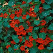 Nasturtium Empress of India Bold Red Compact Garden Bloom Seeds