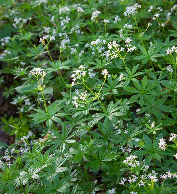 Galium Flower Seeds for Planting - NON GMO Seeds Dhara Seeds