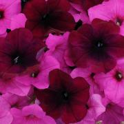 Wave Petunia After Dark Container Mix Night-Themed Bloom Seeds