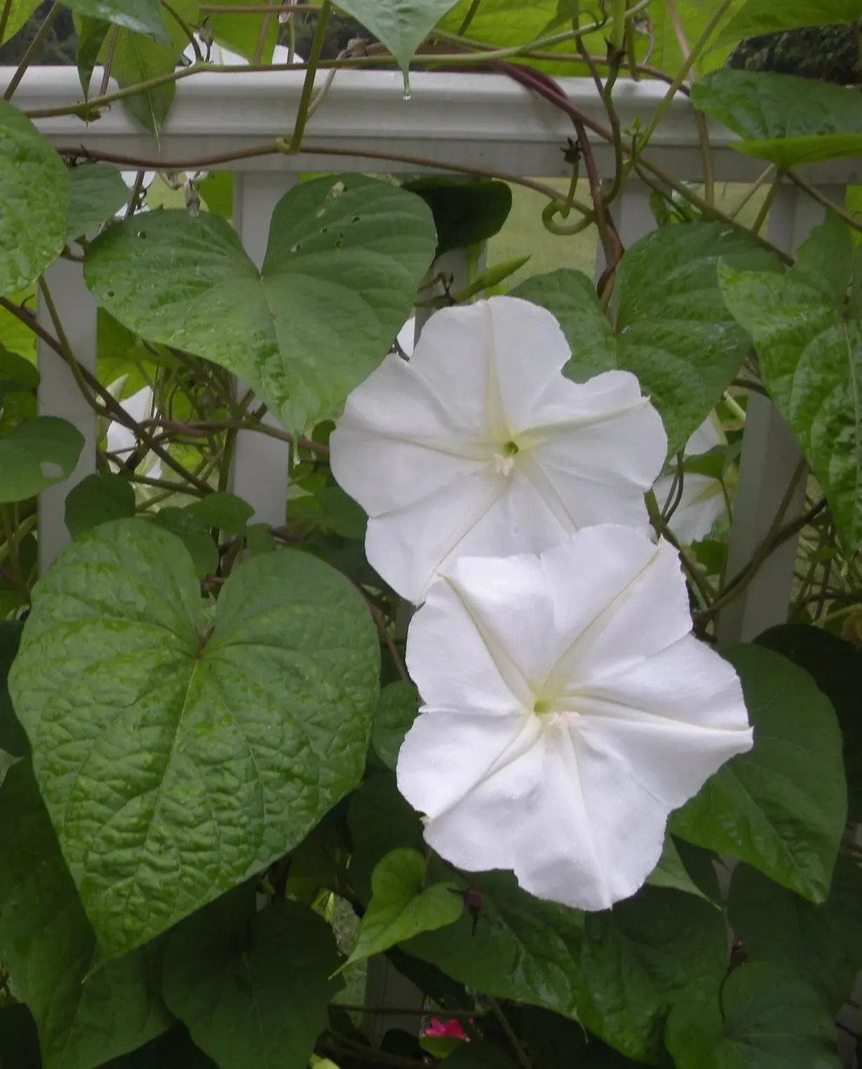 Moon Flower Seeds for Planting – NON GMO Seeds for planting in home garden