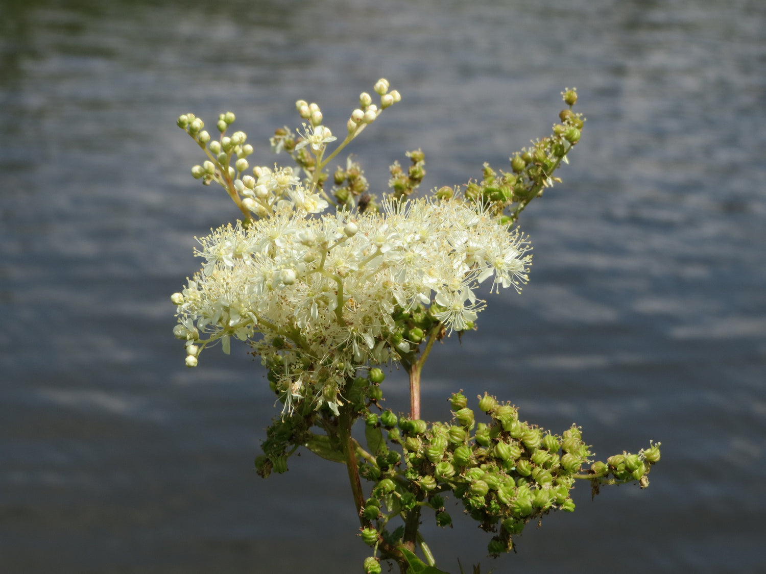 Meadowsweet