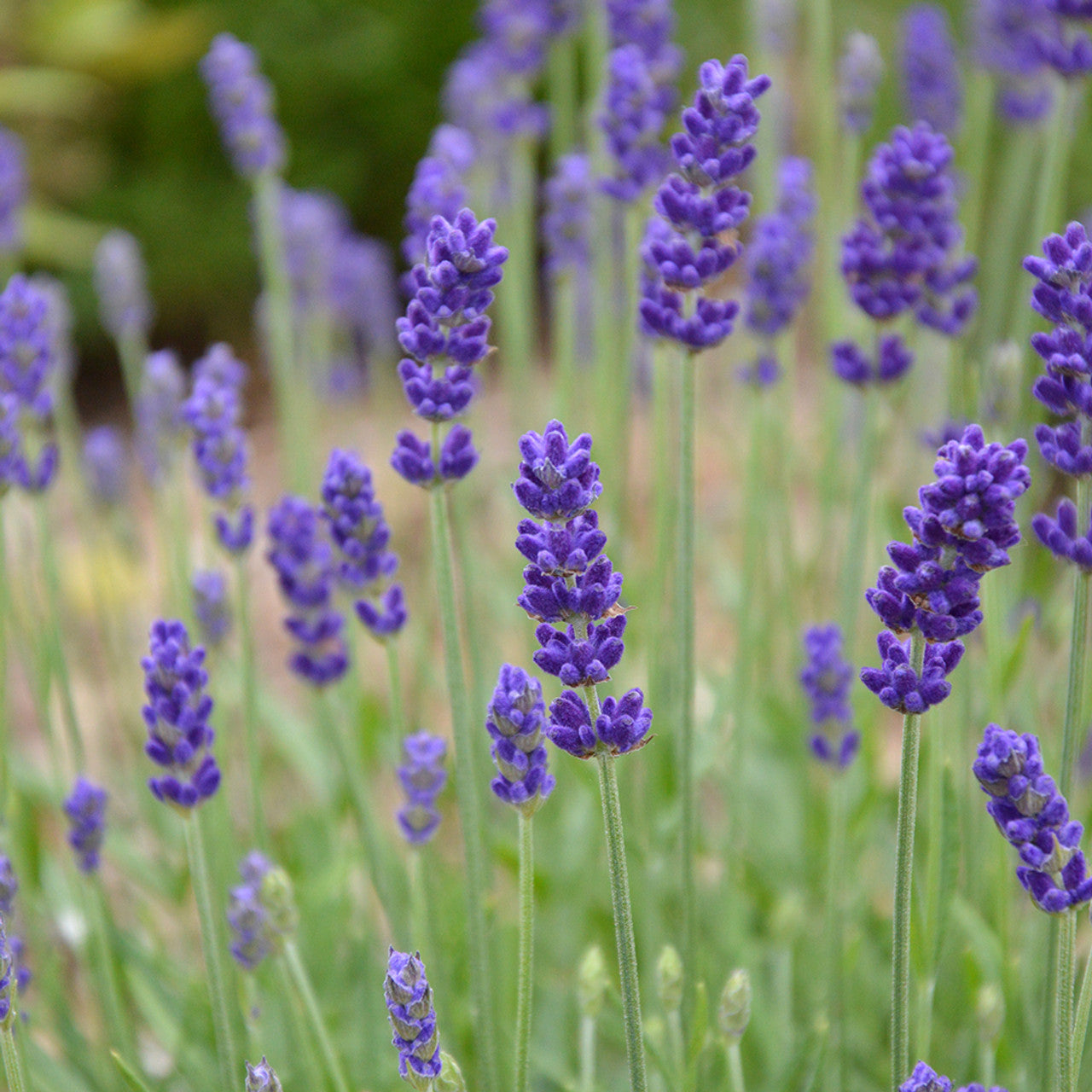 Blue Angustifolia Flower Seeds for Garden Planting - 100 pcs