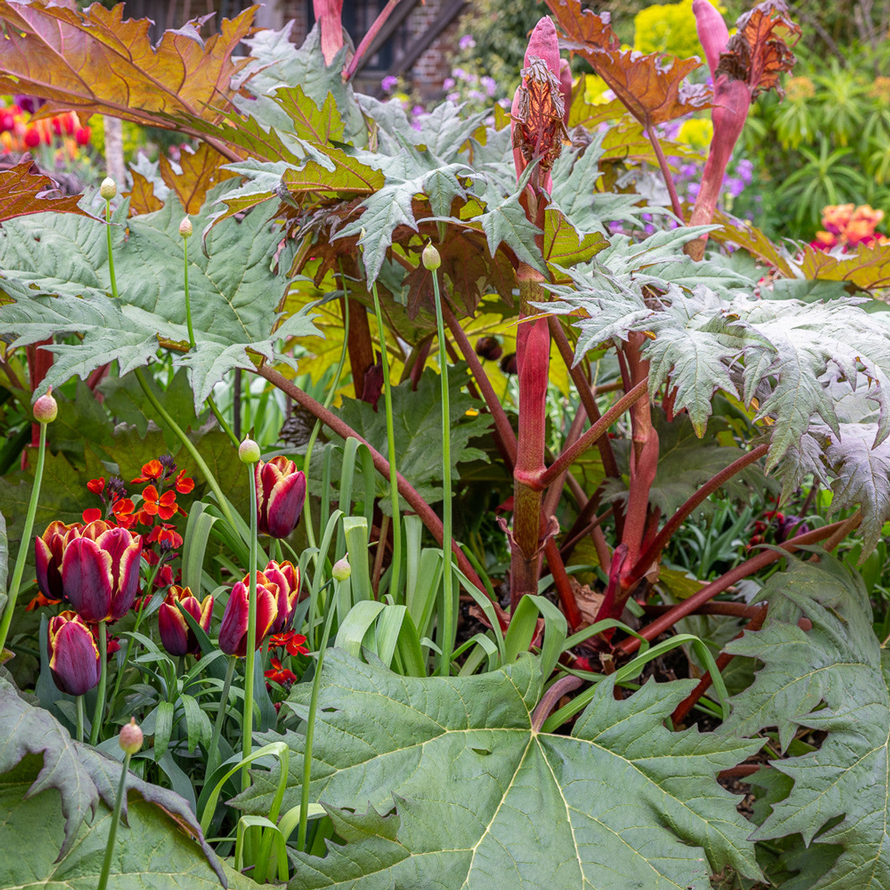 Victoria Rhubarb Seed