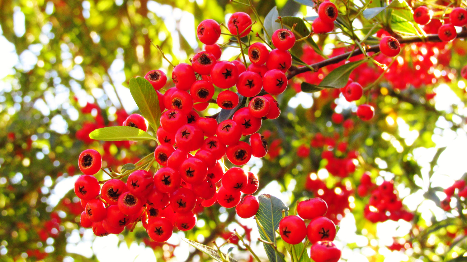 Pyracantha Coccinea Seeds