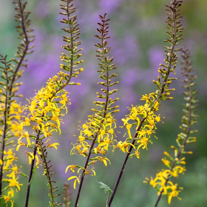 Spartium Junceum Yellow Flowering Seeds for Planting and Gardening Your Backyard