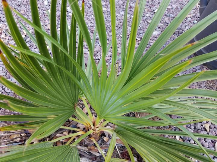 Brahea Decumbens Plant Seeds for Planting-Unique Tropical Garden Growth – Fresh Herb for Your Garden