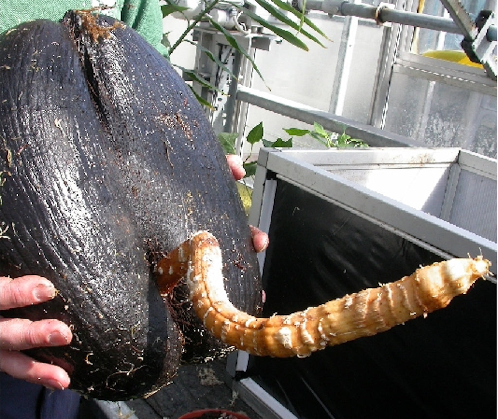 Double Coconut (Lodoicea maldivica)