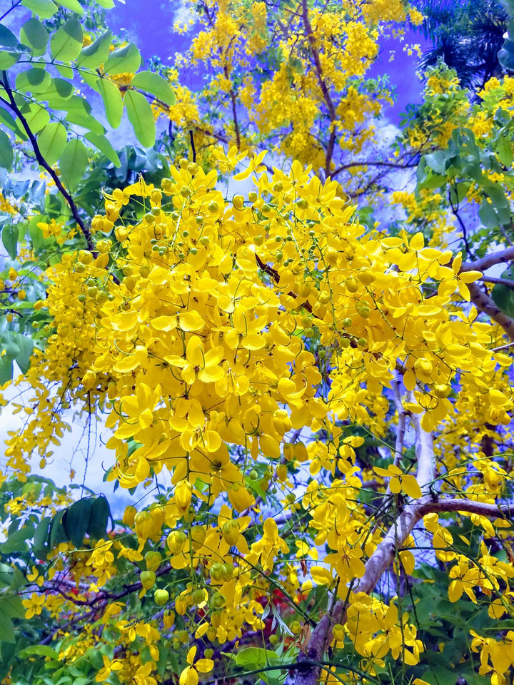 Light Yellow Crape Myrtle Tree Seeds for Planting - 100