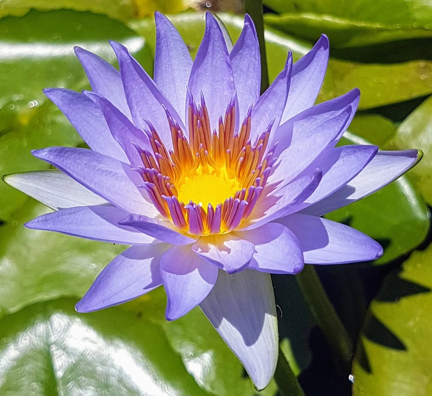 Nymphaea Key Largo (Tropical Water Lily)