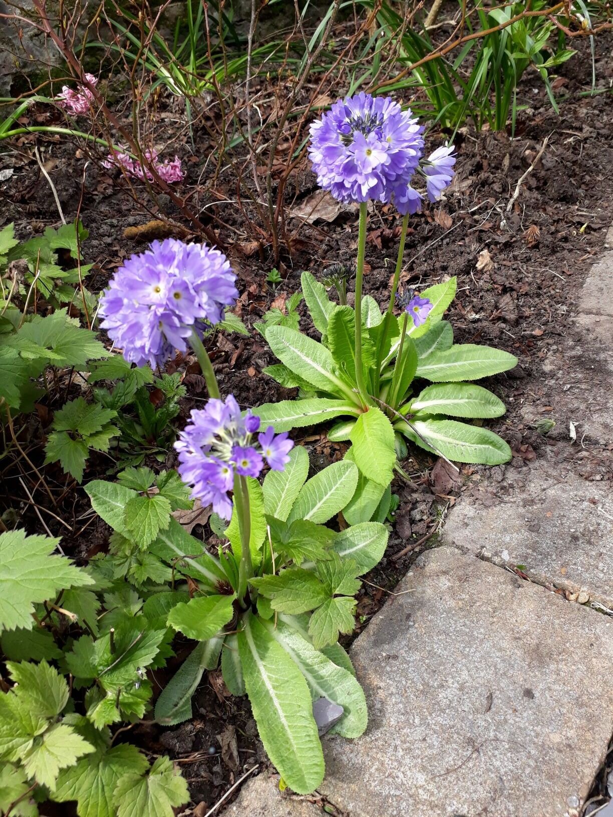 Primula Denticulata (Drumstick Primula)