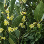 Laurus Nobilis Flower Seeds for Planting - NON GMO Seeds Dhara Seeds