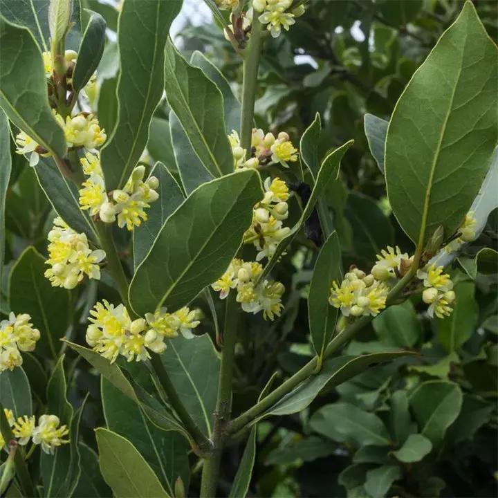 Laurus Nobilis Flower Seeds for Planting - NON GMO Seeds Dhara Seeds