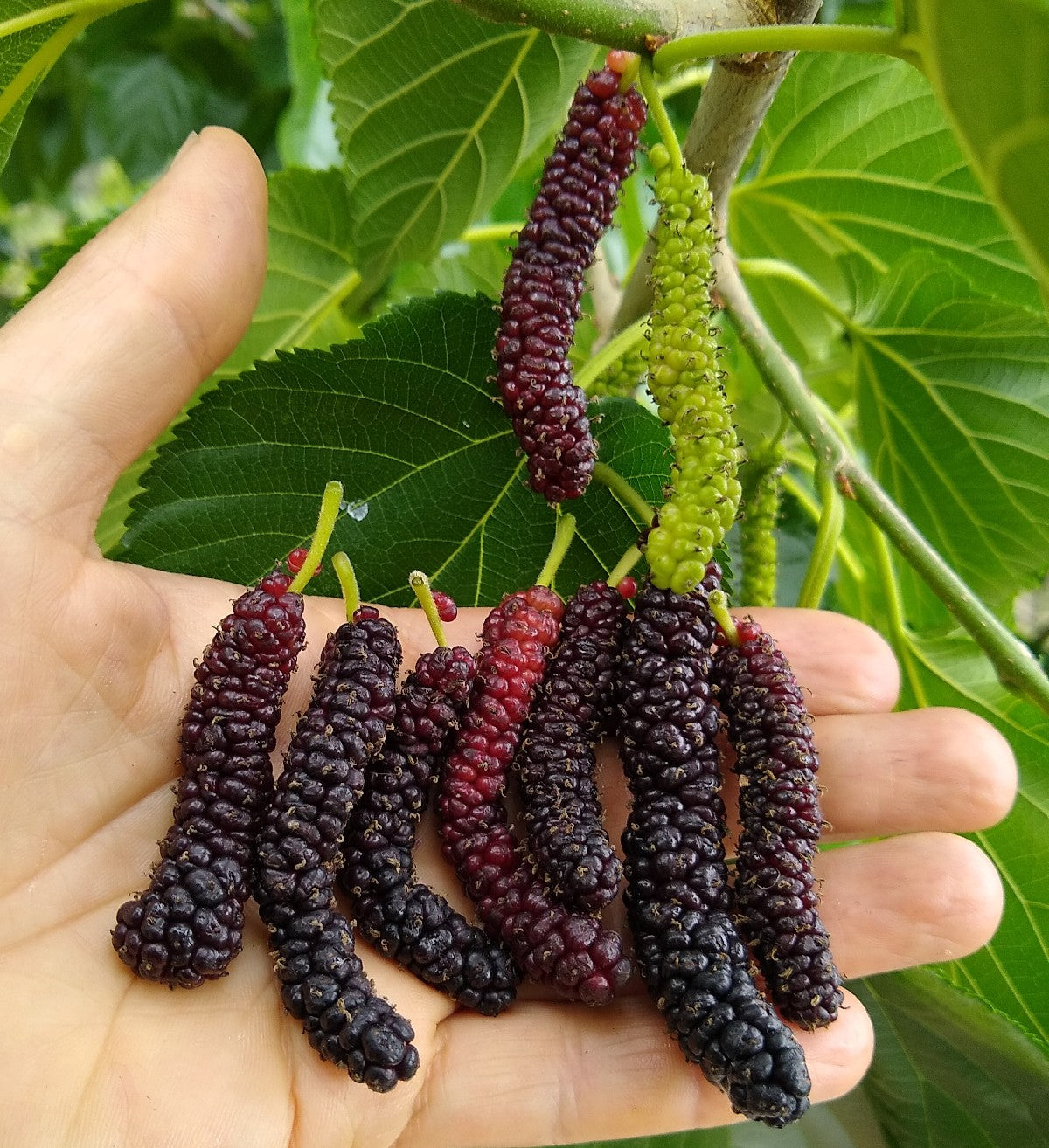 Himalayan Mulberry (Morus serrata)