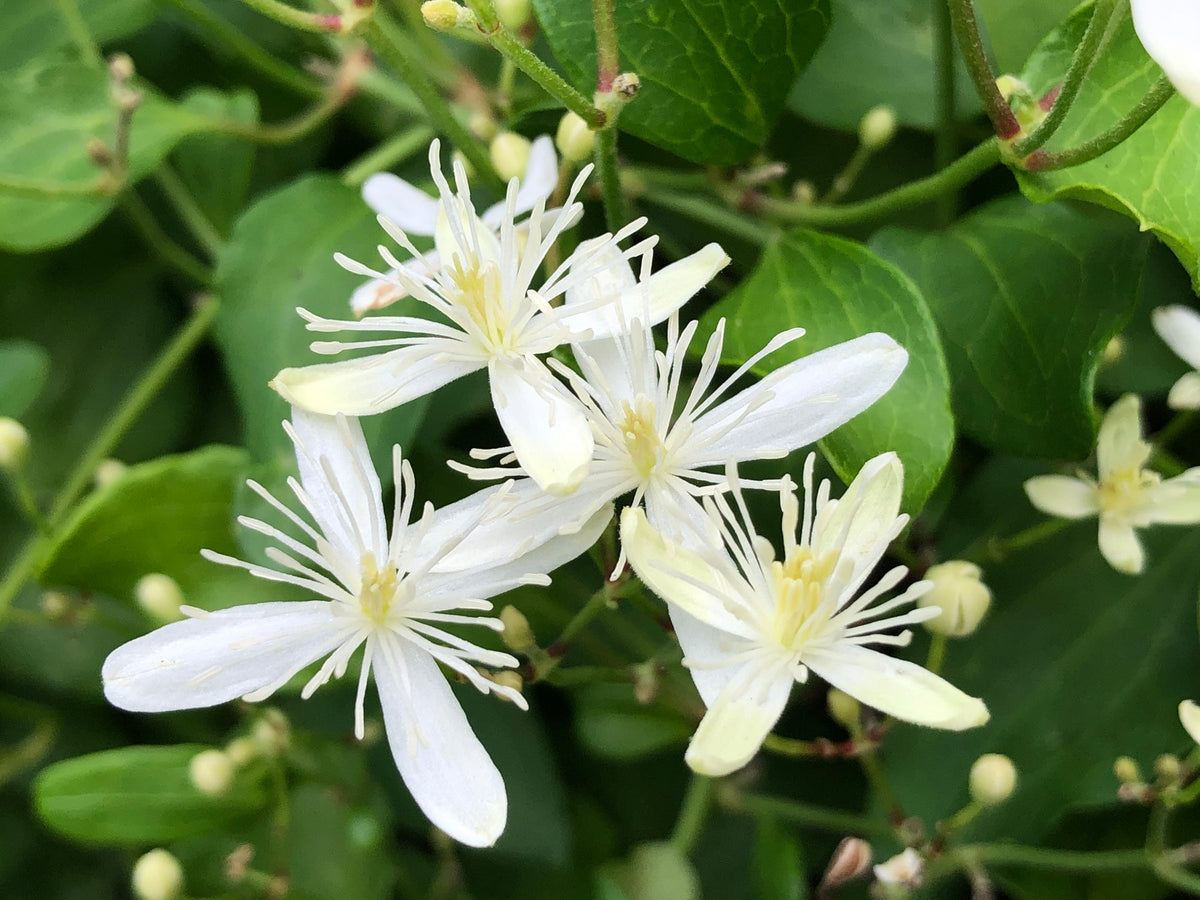 Autumn Clematis Flower Seeds – Heirloom, Non-GMO Flower Seeds for Planting - Clematis for planting in home garden