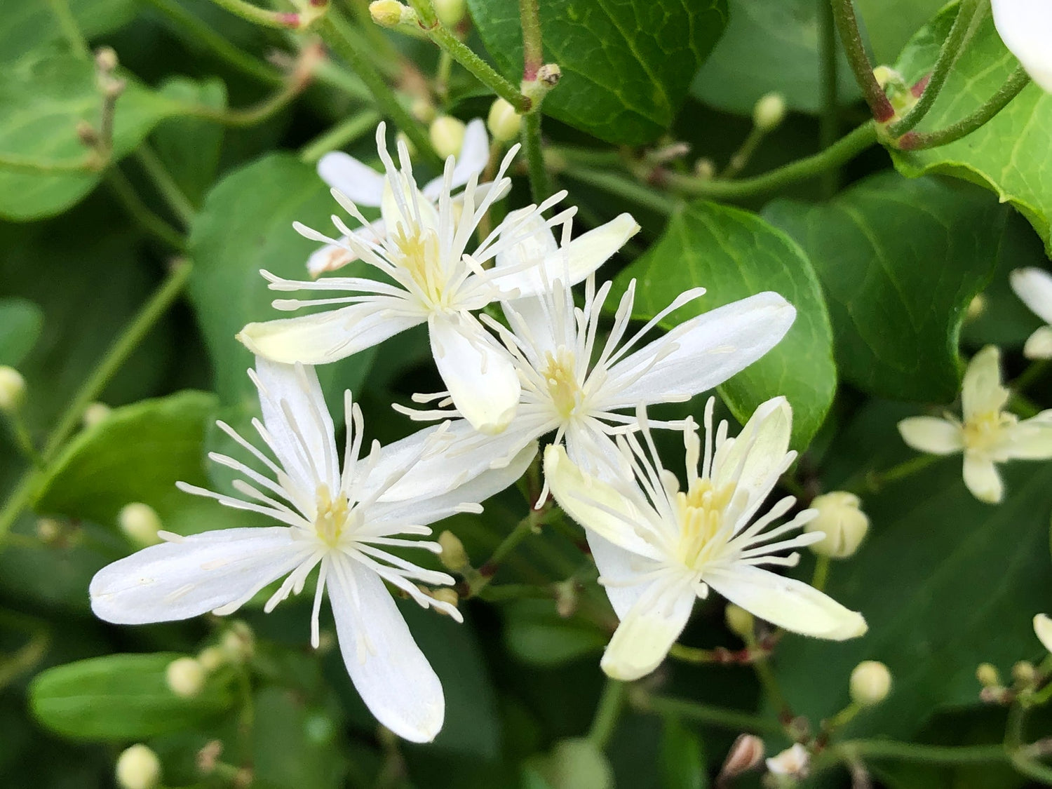 Autumn Clematis Flower Seeds – Heirloom, Non-GMO Flower Seeds for Planting - Clematis for planting in home garden