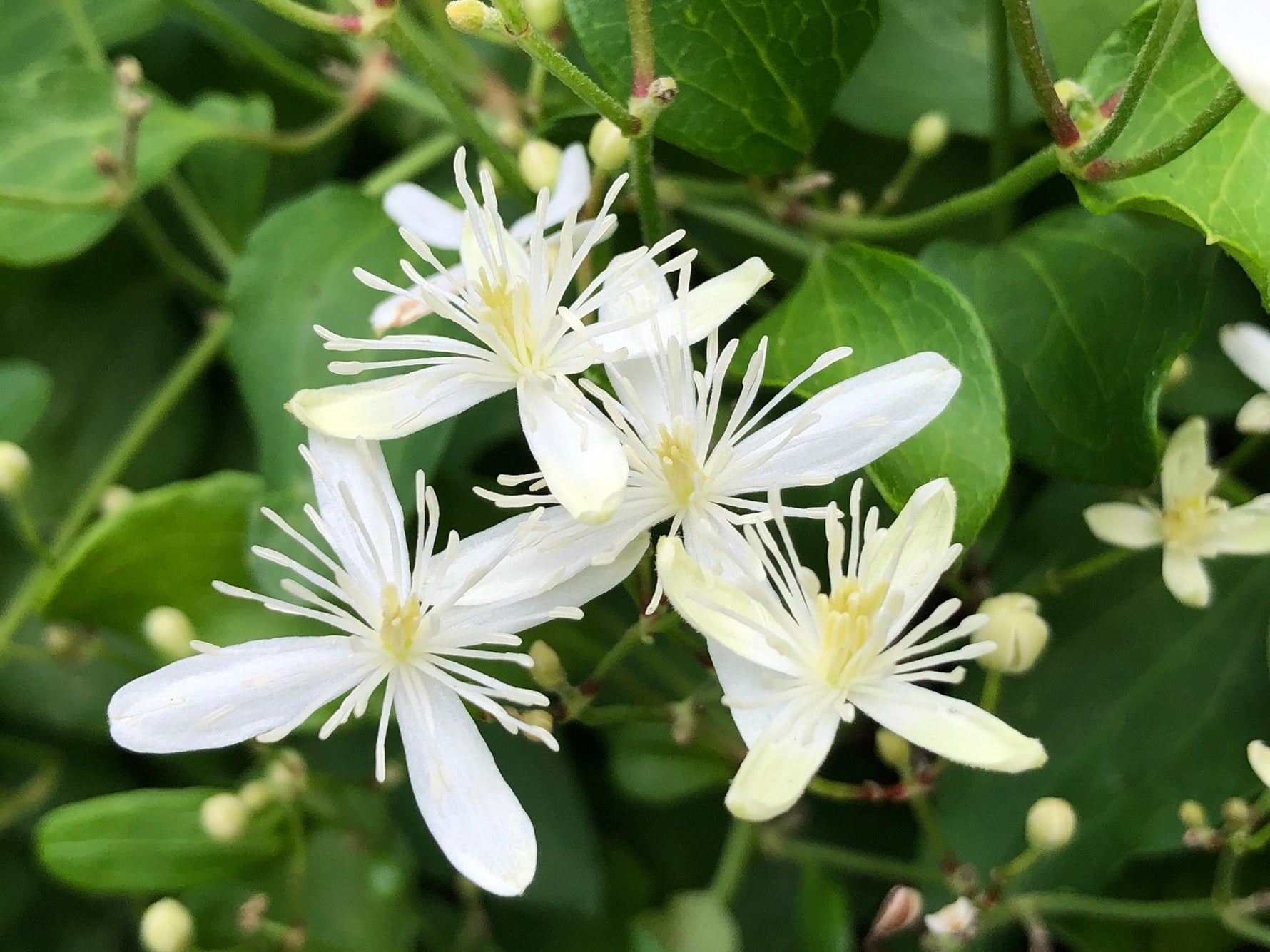 Autumn Clematis Flower Seeds – Heirloom, Non-GMO Flower Seeds for Planting - Clematis for planting in home garden