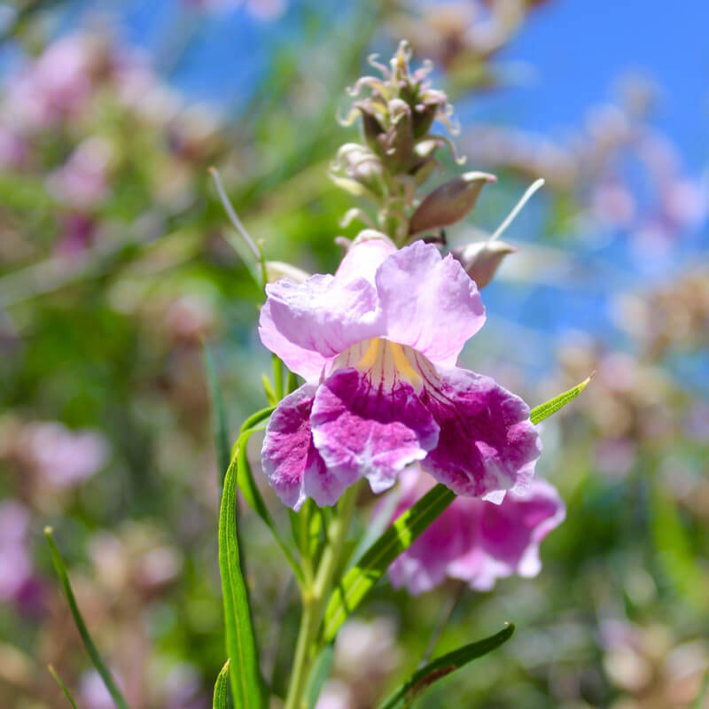 Desert Willow Chilopsis linearis fragrant tree seeds for planting in home garden
