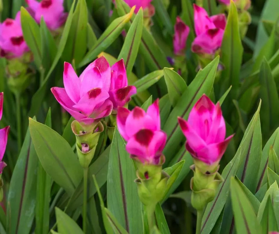 Siam Tulip Curcuma Seeds – Tropical Blooms with Turmeric-Like Foliage