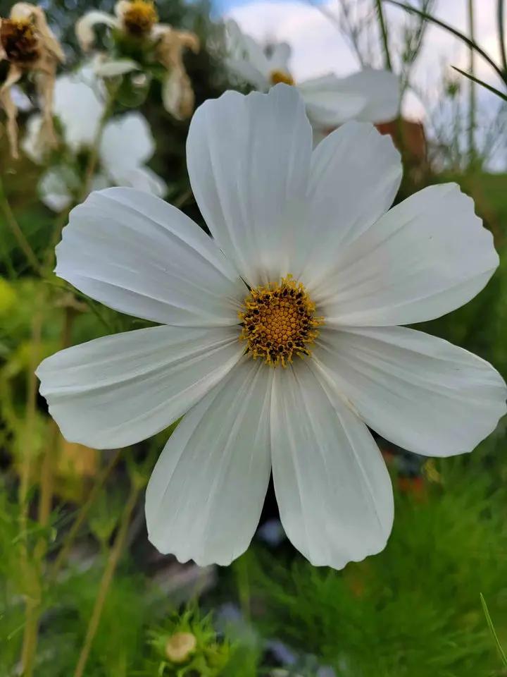 White Cosmos Flower Seeds for Planting – Non-GMO, Heirloom, Vibrant Garden Blooms Dhara Seeds