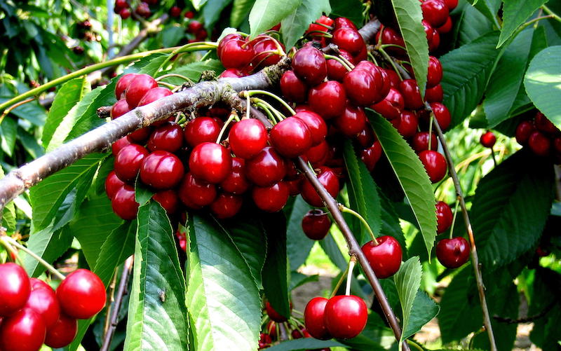 Florida Cherry (Prunus caroliniana)