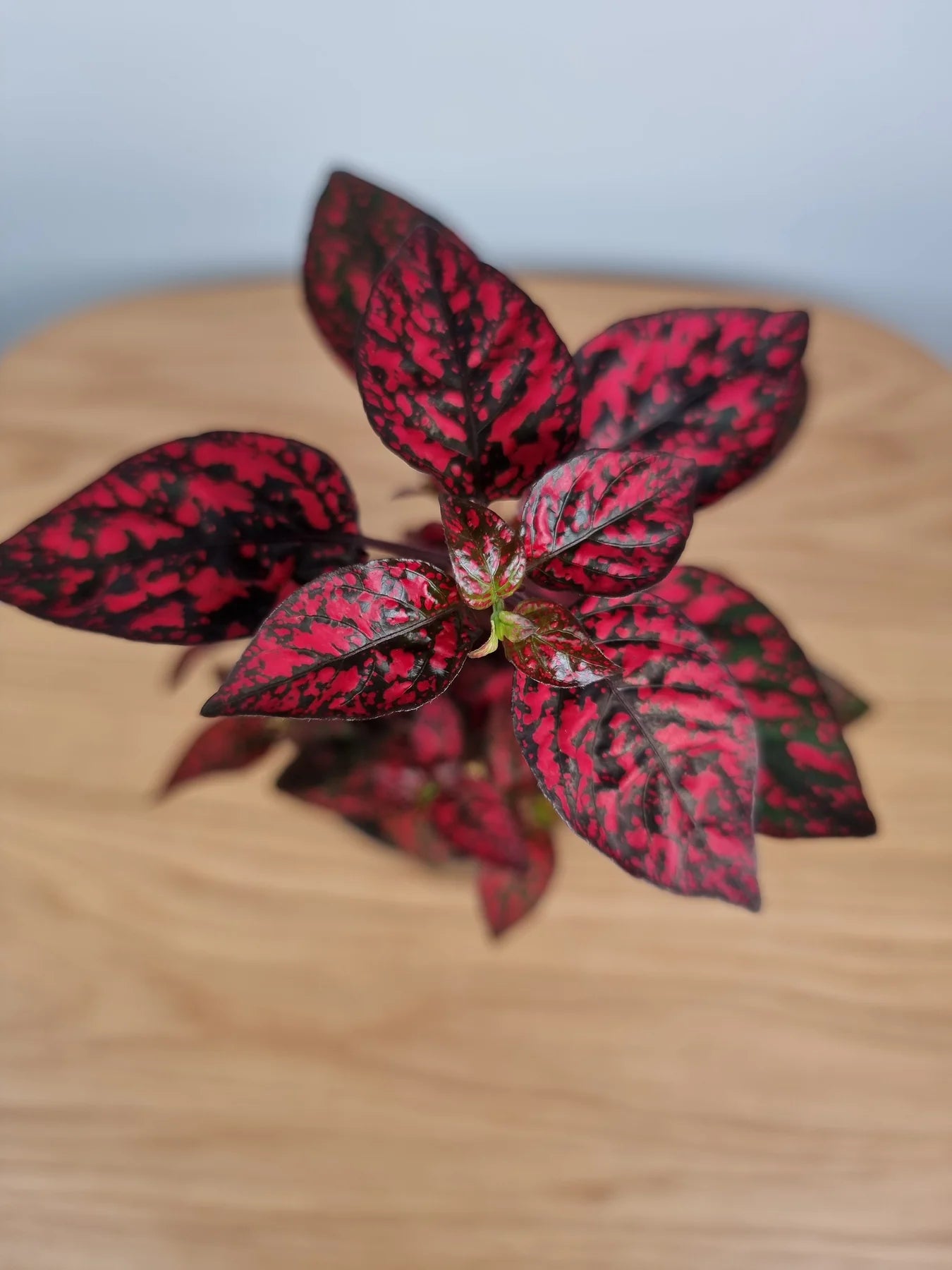 Hypoestes Splash Select Red Seeds