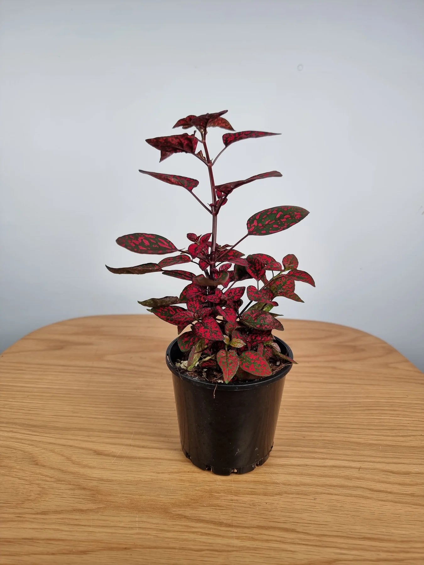 Hypoestes Splash Select Red Seeds