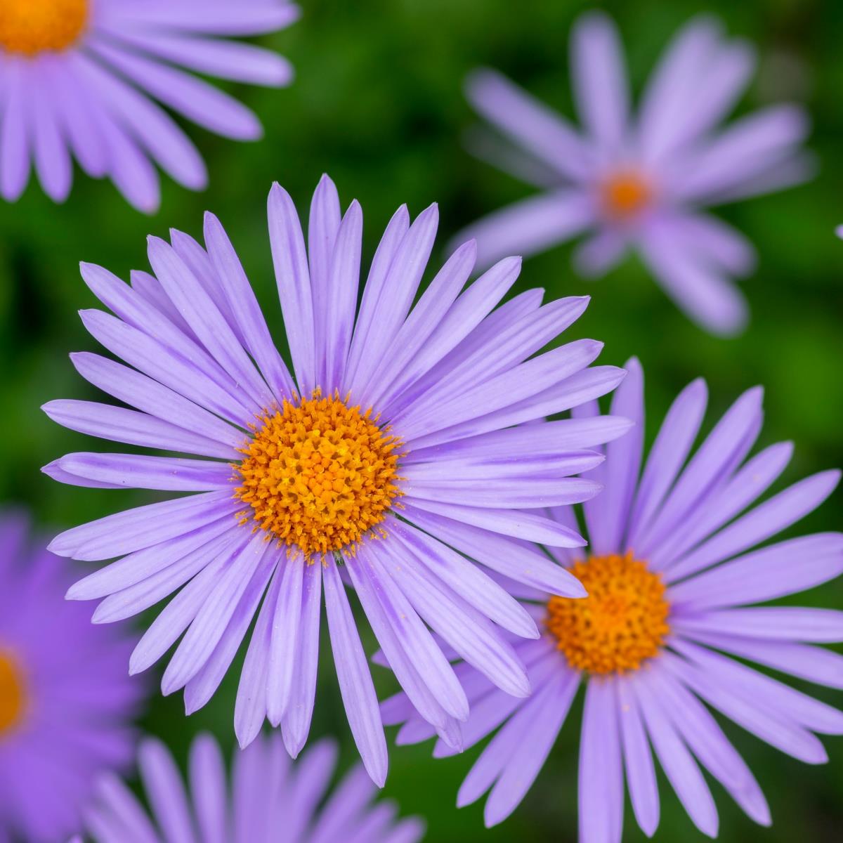 Purple Aster Plants