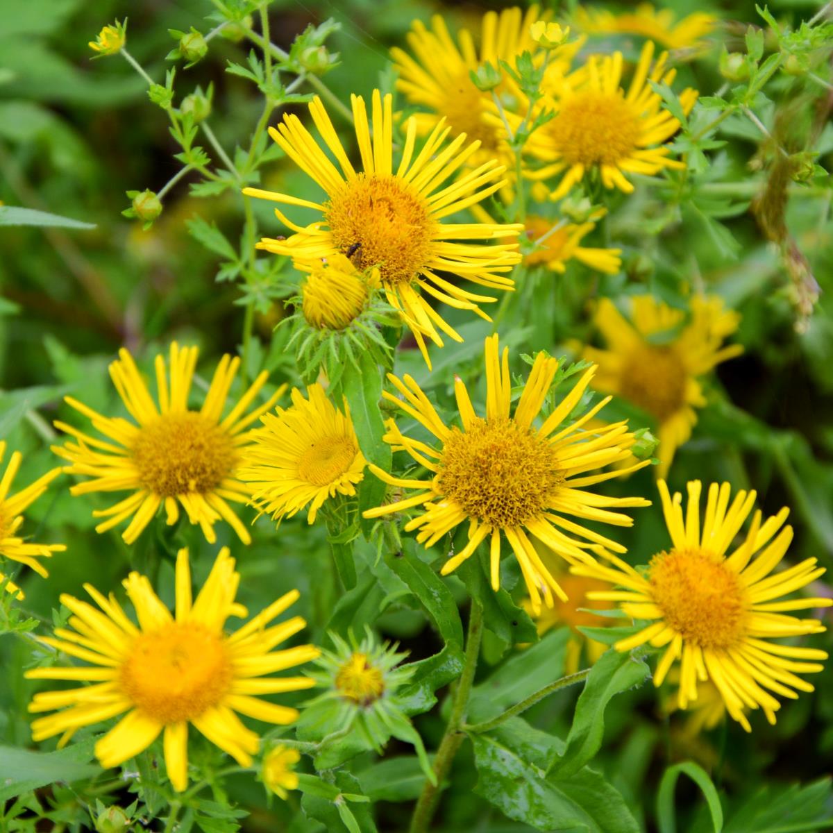 Elecampane Inula helenium