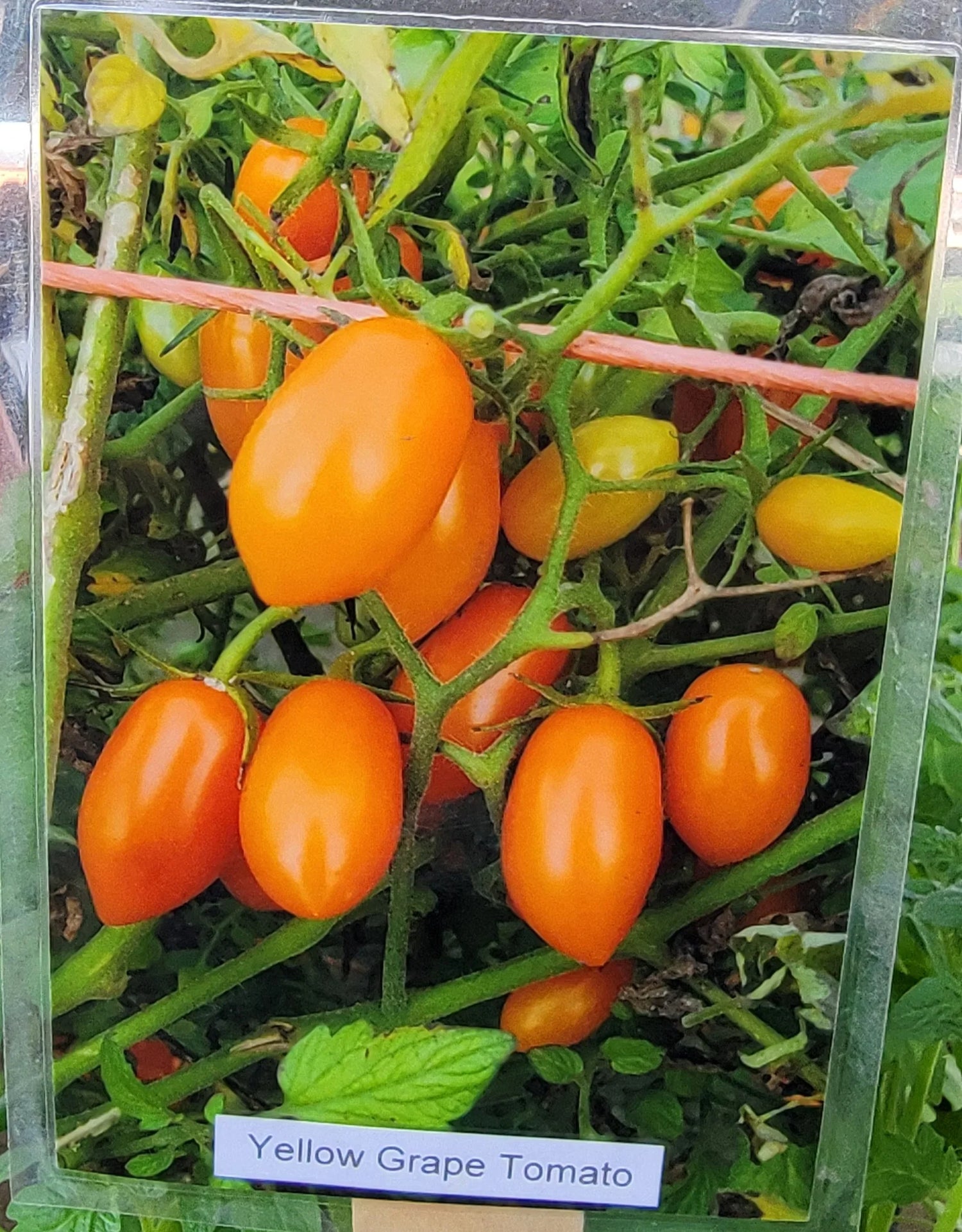 Yellow Grape Tomato Seeds for Planting