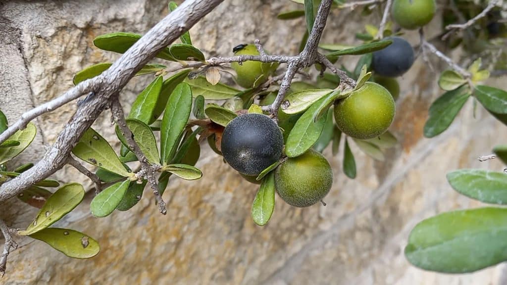 Texas Persimmon – Diospyros texana (Native Fruit Tree of the American Southwest)