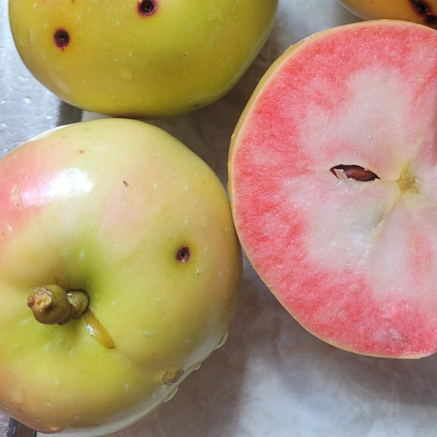 Pink Pearl Apple (Malus domestica 'Pink Pearl') – Unique Pink-Fleshed Apple