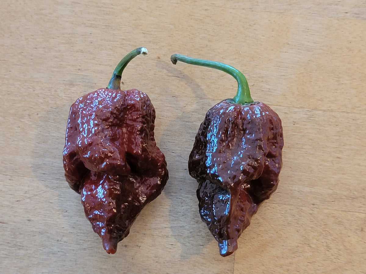 Chocolate Ghost Pepper Seeds – Heirloom, Non-GMO, High Germination Organic Garden Seeds