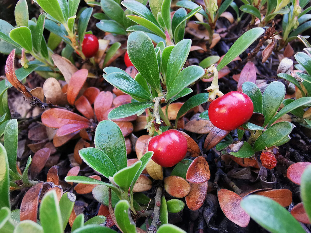 Bearberry Seeds (Arctostaphylos uva-ursi)