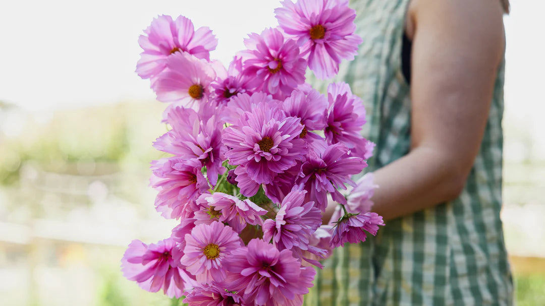 Cosmos Seeds - Pinkie