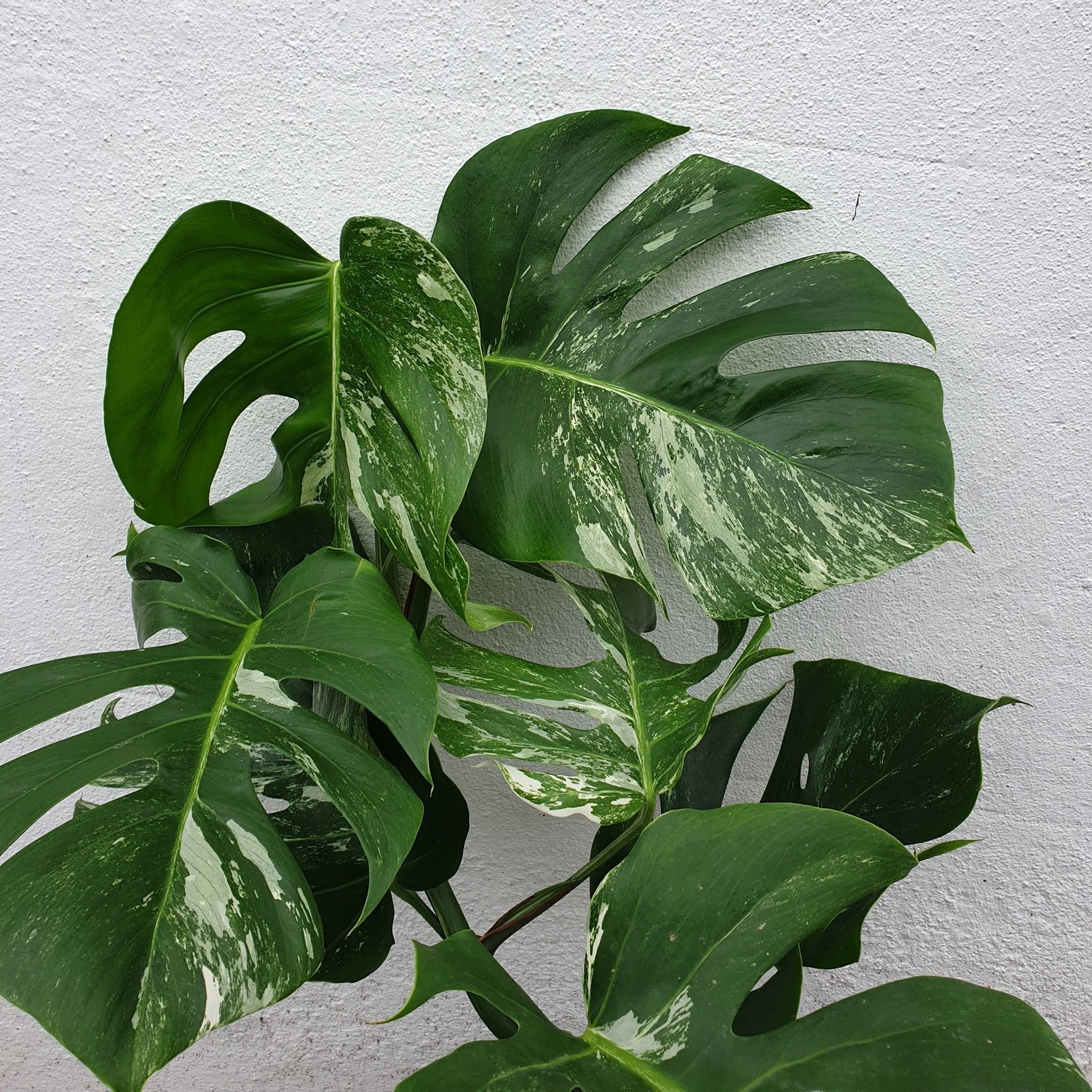 unique plant seeds Heirloom Variegata Plant Seeds, Non-GMO Decorative Foliage Seeds for Unique  Garden Planting