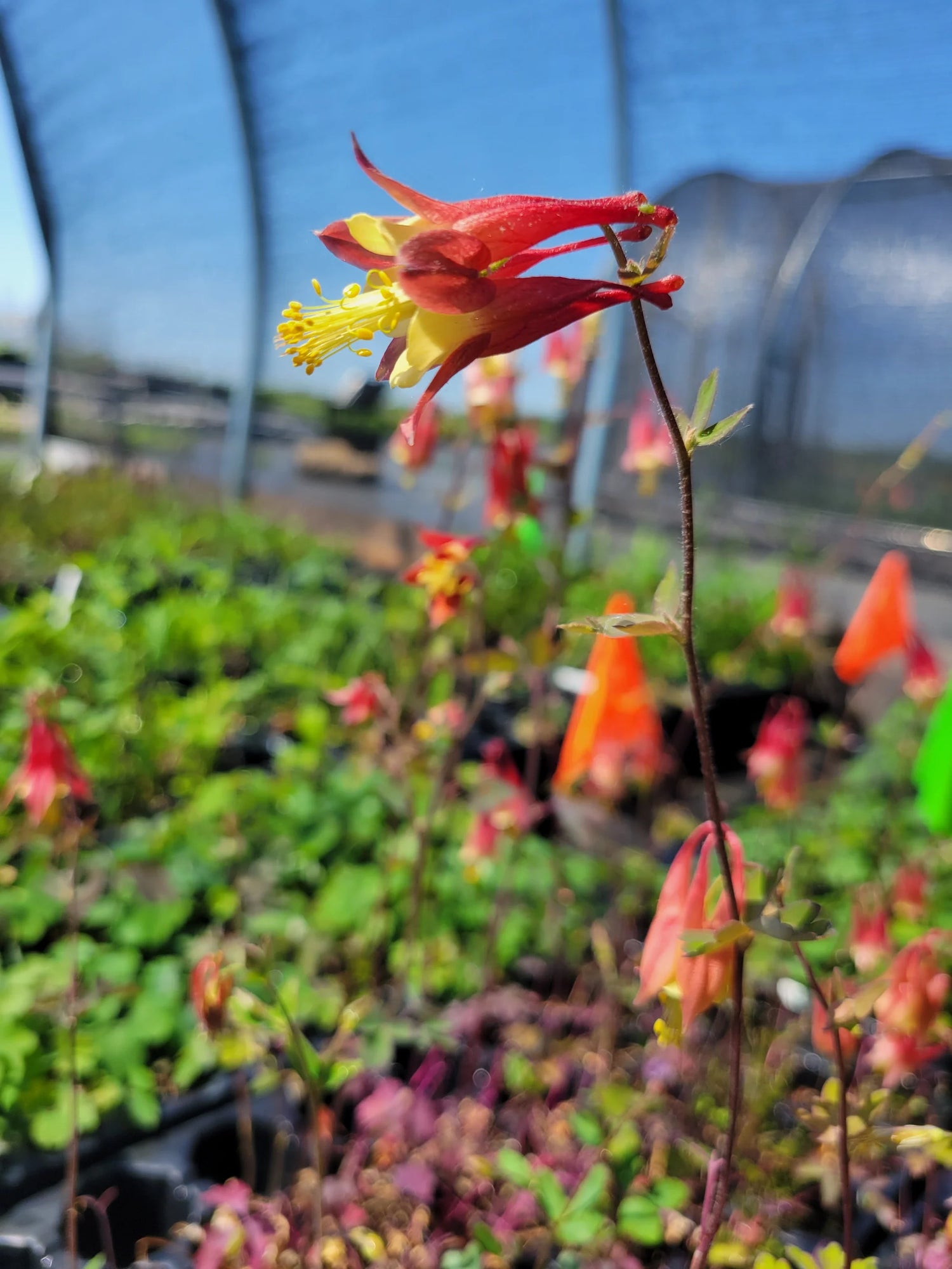 Canadian Columbine Aquilegia Canadensis Flowering Seeds For Planting